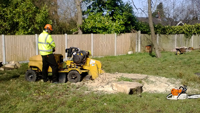 stump grinding